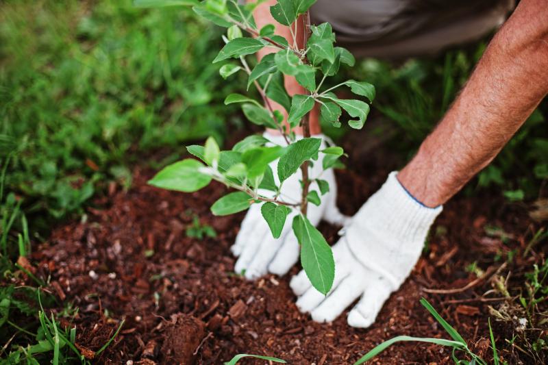 National Garden Week in Orange Hunt
