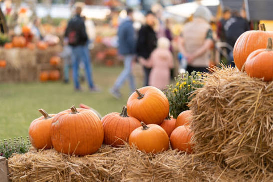 Fall Preview in Orange Hunt